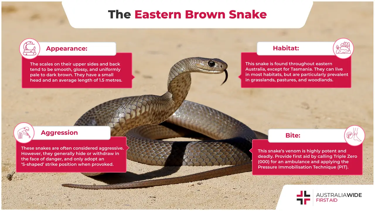 Infographic about Australian Eastern Brown Snake